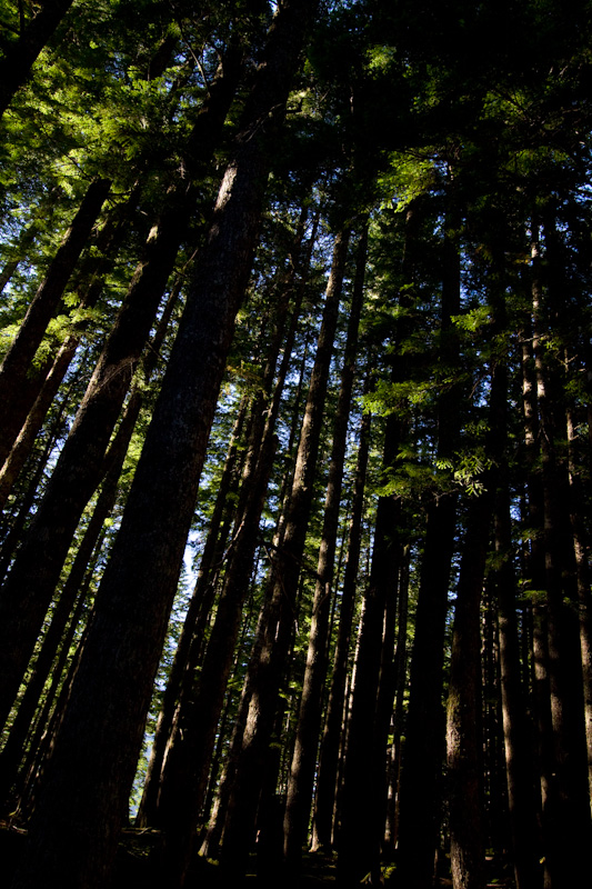 Forest Canopy